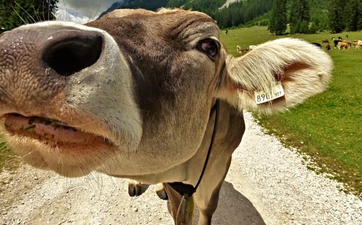 Kuh Allgäu